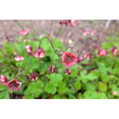 GEUM rivale \'Leonard\'s Variety\'