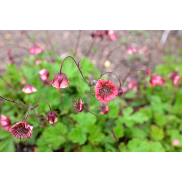 GEUM rivale \'Leonard\'s Variety\'