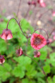 GEUM rivale 'Leonard's Variety'