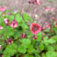 GEUM rivale 'Leonard's Variety'