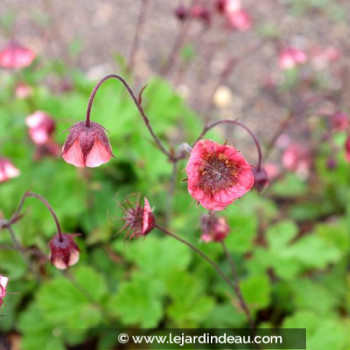 GEUM rivale &#039;Leonard&#039;s Variety&#039;