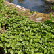 GUNNERA magellanica