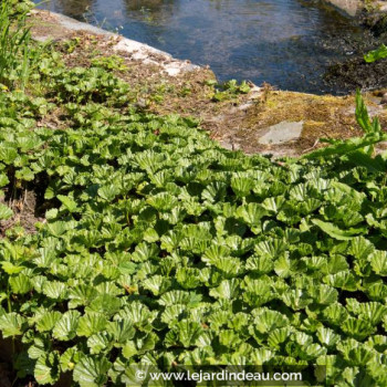 GUNNERA magellanica