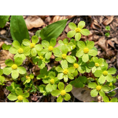 HACQUETIA epipactis