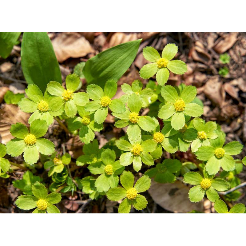 HACQUETIA epipactis