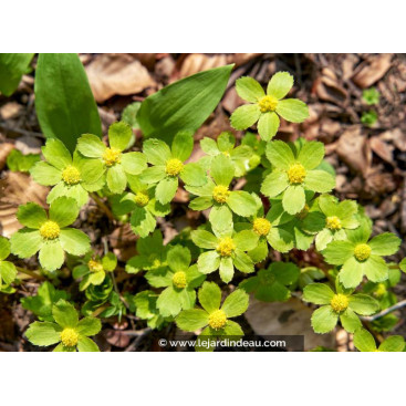 HACQUETIA epipactis