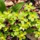 HACQUETIA epipactis