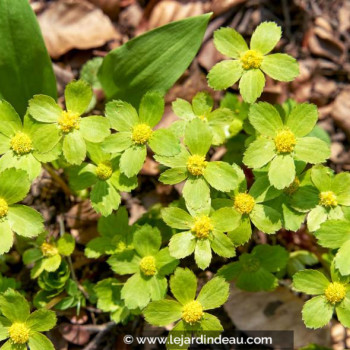 HACQUETIA epipactis