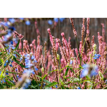 PERSICARIA amplexicaulis \'Rosea\'