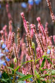 PERSICARIA amplexicaulis 'Rosea'