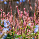 PERSICARIA amplexicaulis 'Rosea'