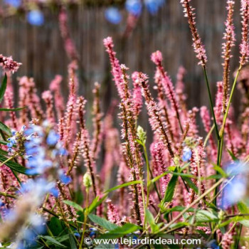 PERSICARIA amplexicaulis &#039;Rosea&#039;