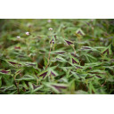 PERSICARIA microcephala \'Purple Fantasy\'