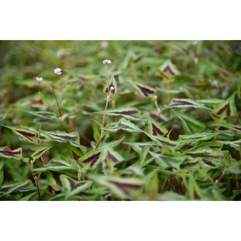 PERSICARIA microcephala 'Purple Fantasy'
