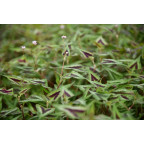 PERSICARIA microcephala 'Purple Fantasy'