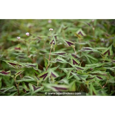 PERSICARIA microcephala \'Purple Fantasy\'