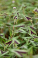 PERSICARIA microcephala 'Purple Fantasy'
