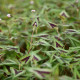 PERSICARIA microcephala 'Purple Fantasy'