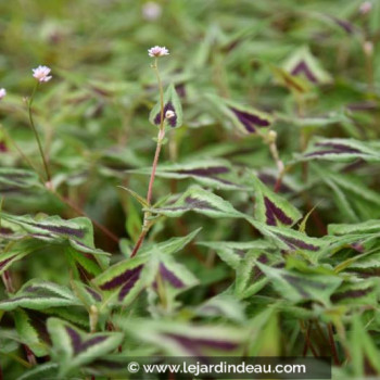 PERSICARIA microcephala &#039;Purple Fantasy&#039;