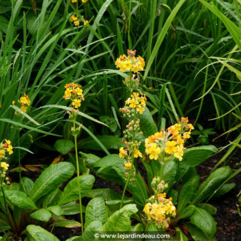 PRIMULA bulleyana