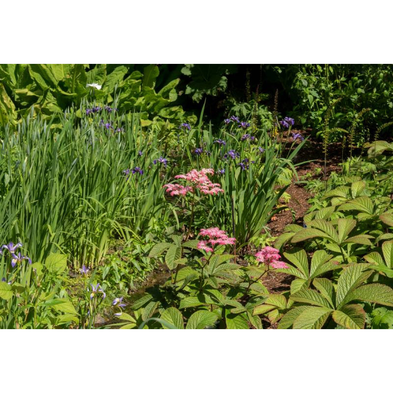 RODGERSIA 'Chocolate Wings'