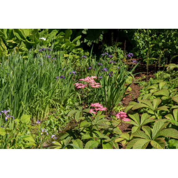 RODGERSIA 'Chocolate Wings'
