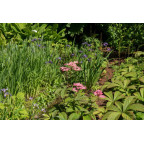 RODGERSIA 'Chocolate Wings'