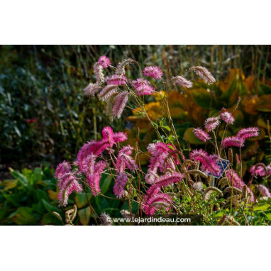 SANGUISORBA obtusa