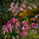 SANGUISORBA obtusa