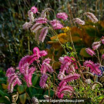 SANGUISORBA obtusa