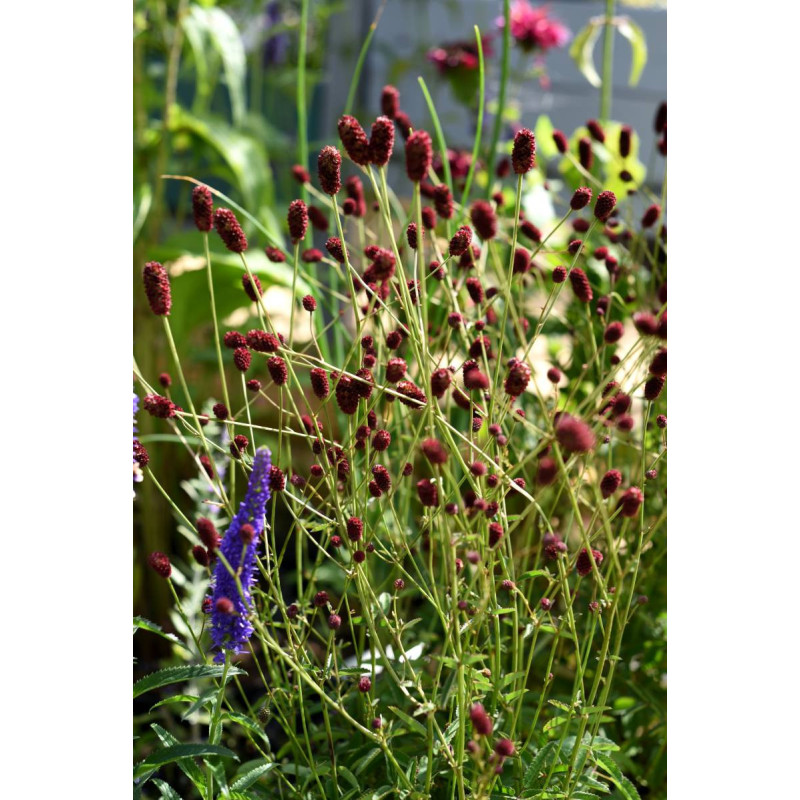 SANGUISORBA officinalis 'Tanna'