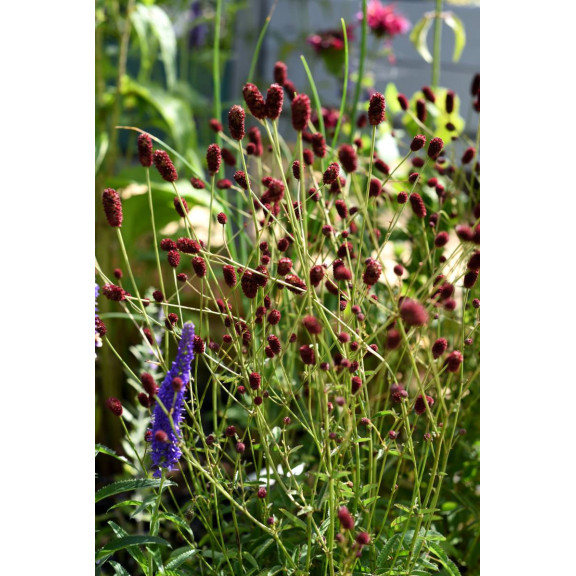 SANGUISORBA officinalis 'Tanna'