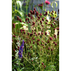 SANGUISORBA officinalis 'Tanna'