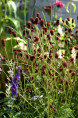 SANGUISORBA officinalis 'Tanna'