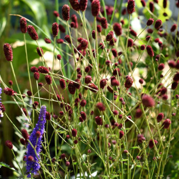 SANGUISORBA officinalis &#039;Tanna&#039;