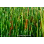 TYPHA angustifolia