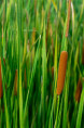 TYPHA angustifolia