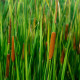 TYPHA angustifolia