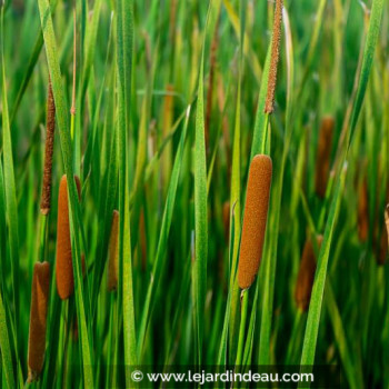 TYPHA angustifolia