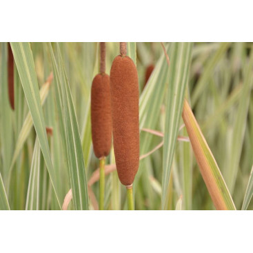 TYPHA latifolia \'Variegata\'