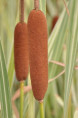 TYPHA latifolia 'Variegata'