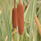 TYPHA latifolia 'Variegata'