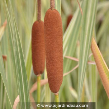 TYPHA latifolia &#039;Variegata&#039;