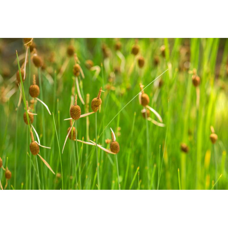 TYPHA minima TYPHA minima