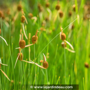 TYPHA minima