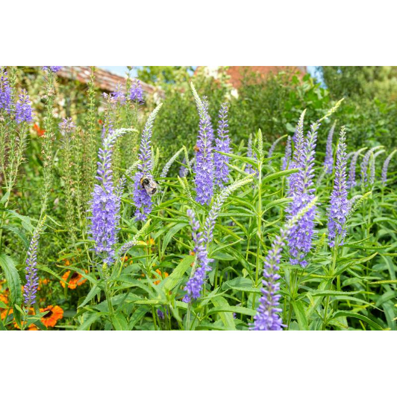 VERONICA longifolia