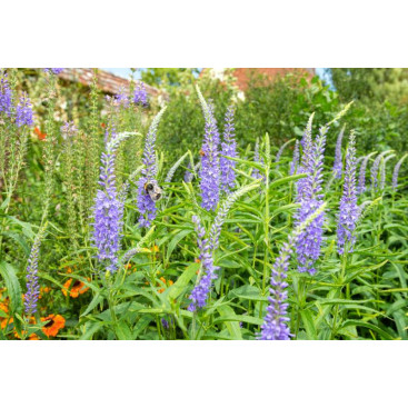 VERONICA longifolia