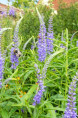 VERONICA longifolia