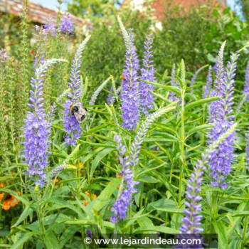 VERONICA longifolia