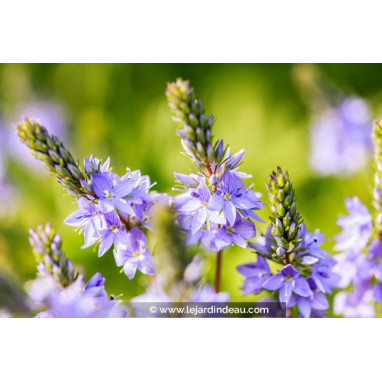 VERONICA officinalis